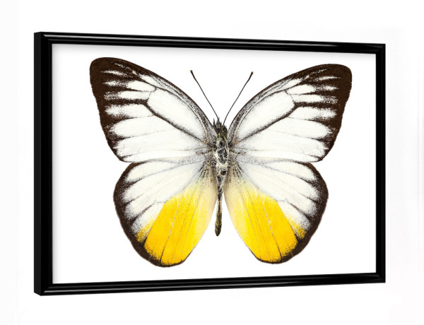 Poster mit schwarzem Rahmen "Schmetterlingsart Cepora" artboxONE - Natur,Tiere