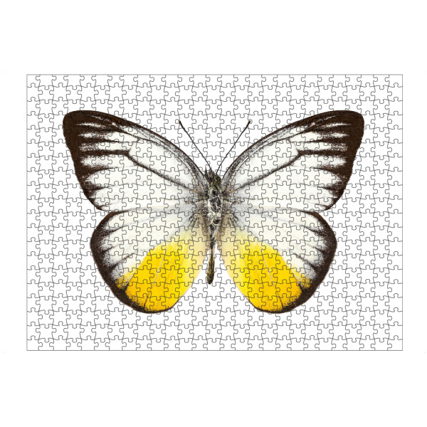 artboxONE Puzzle "Schmetterlingsart Cepora" artboxONE - Natur,Tiere - Insekt,Schmetterling,Tiere,Hohe auflösung,Fotografie,Fliegen,Farbe,Bunt,Natur