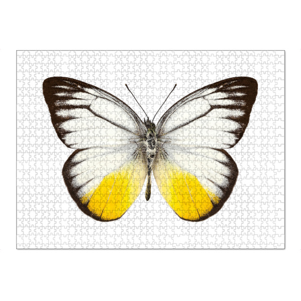 Puzzle Ravensburger "Schmetterlingsart Cepora" artboxONE - Natur,Tiere - Insekt,Schmetterling,Tiere,Hohe auflösung,Fotografie,Fliegen,Farbe,Bunt,Natur