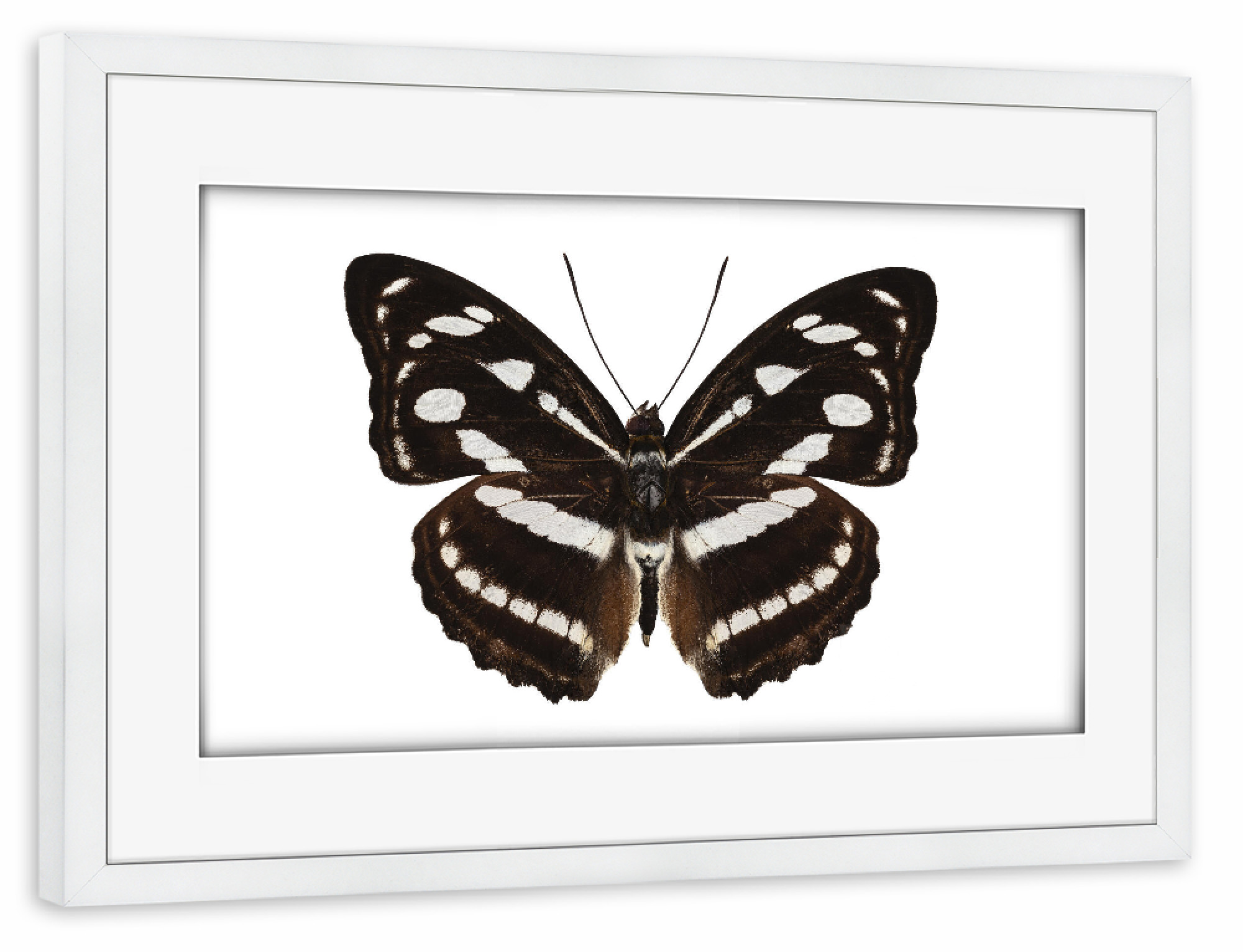 Poster mit Rahmen weiß "Schmetterlingsart Athyma reta" artboxONE - Natur,Tiere