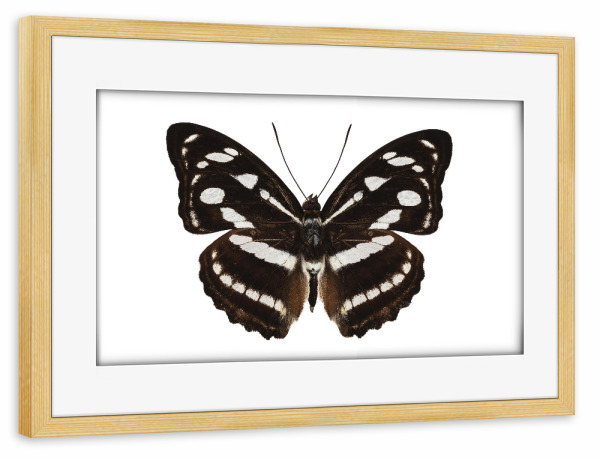 Poster mit Rahmen kiefer "Schmetterlingsart Athyma reta" artboxONE - Natur,Tiere