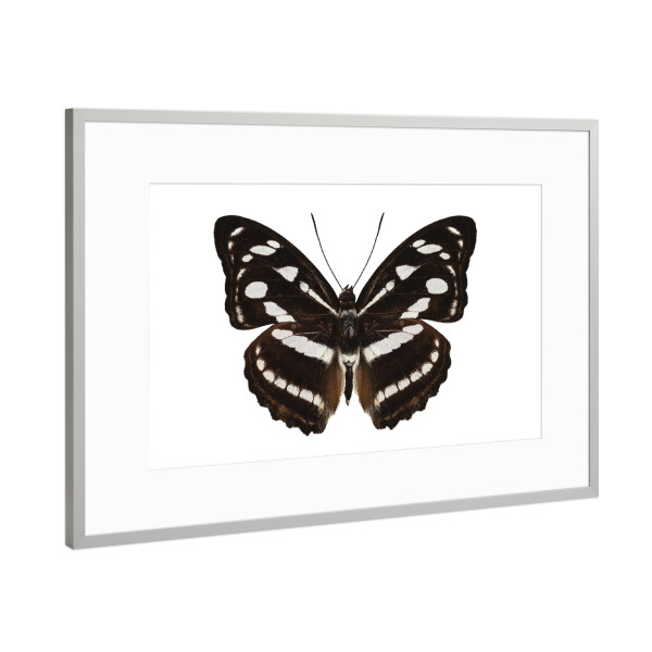 Poster mit Rahmen Silber "Schmetterlingsart Athyma reta" artboxONE - Natur,Tiere