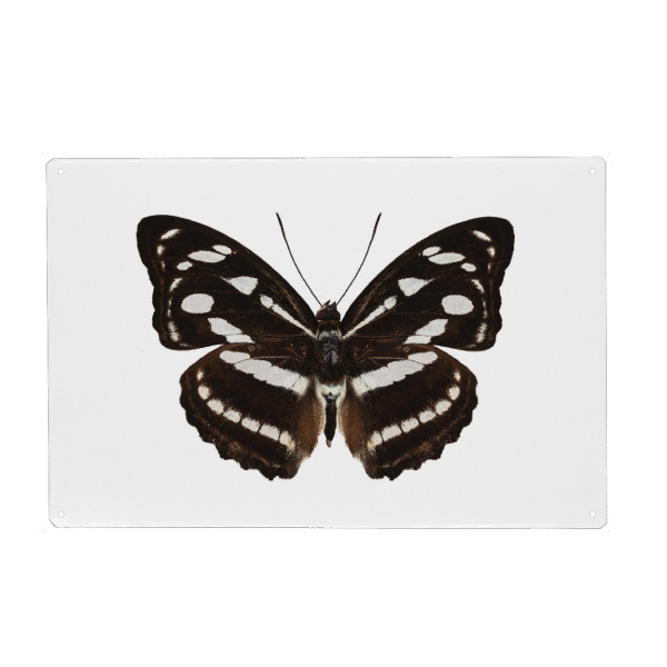 Holzbild "Schmetterlingsart Athyma reta" artboxONE - Natur,Tiere