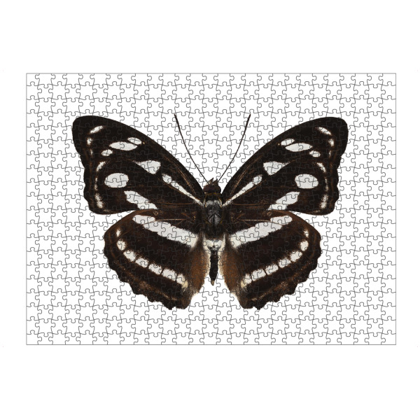 Puzzle Ravensburger "Schmetterlingsart Athyma reta" artboxONE - Natur,Tiere