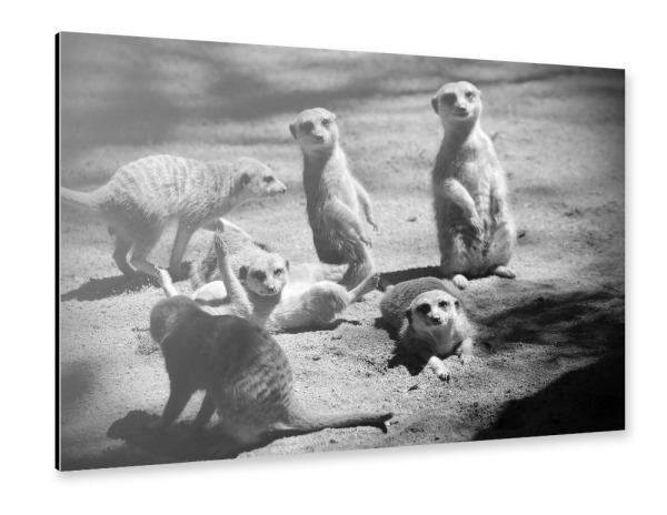 Alu-Dibond "Niedliche Erdmännchen Familie" 30x20 cm artboxONE