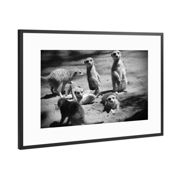 Poster mit Rahmen Schwarz (Metallic) "Niedliche Erdmännchen Familie" artboxONE - Tiere,Schwarzweiß,Lustig