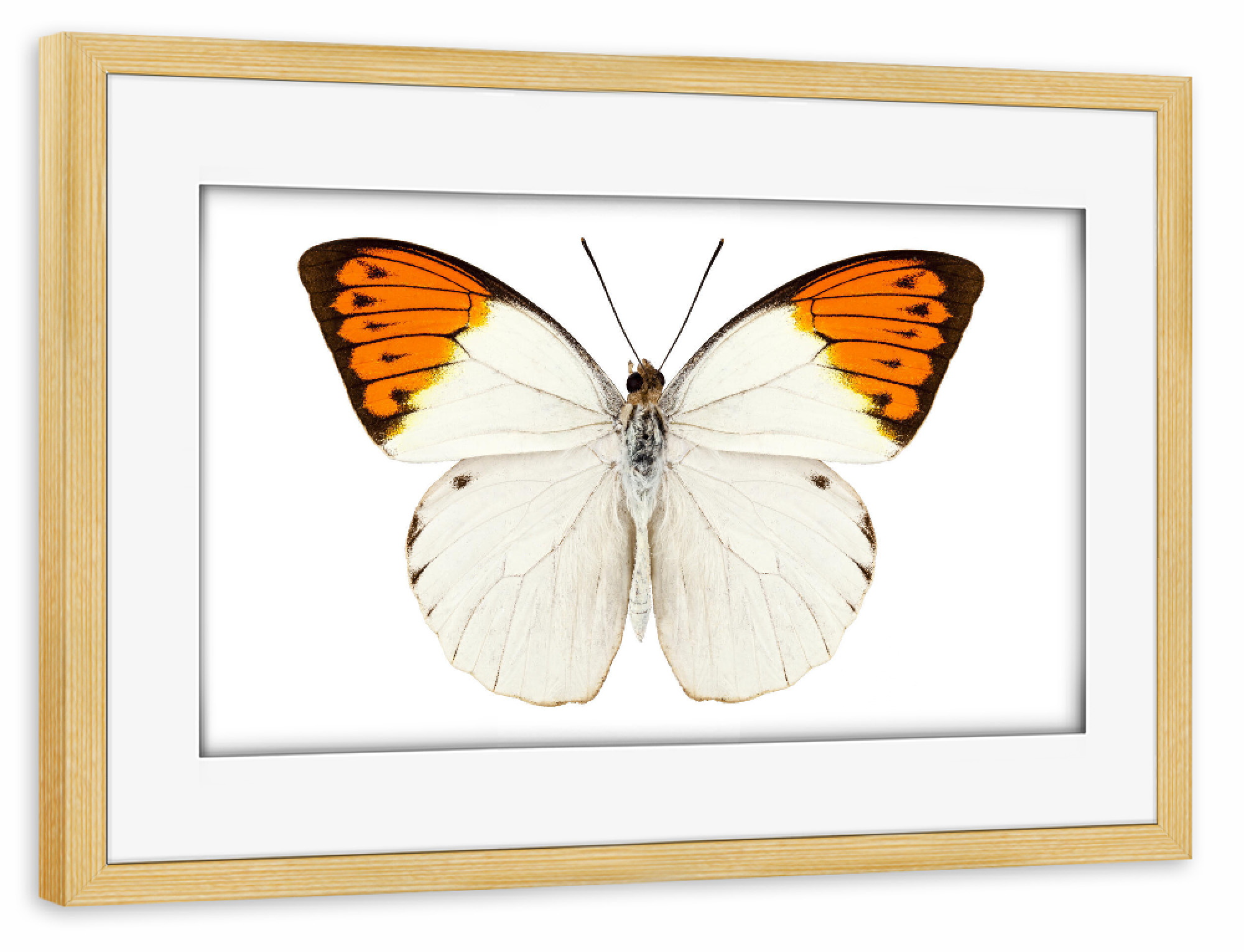 Poster mit Rahmen kiefer "Schmetterlingsart Hebomoia" artboxONE - Natur,Tiere