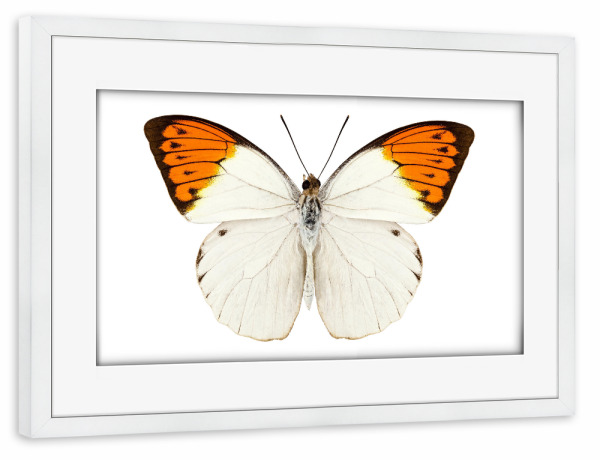 Poster mit Rahmen weiß "Schmetterlingsart Hebomoia" artboxONE - Natur,Tiere