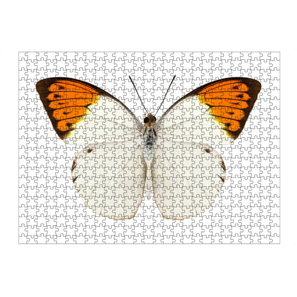 Puzzle Ravensburger "Schmetterlingsart Hebomoia" artboxONE - Natur,Tiere