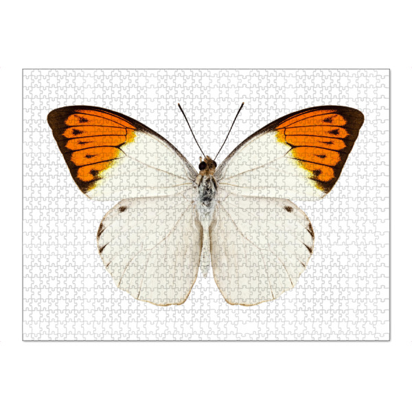 Puzzle Ravensburger "Schmetterlingsart Hebomoia" artboxONE - Natur,Tiere