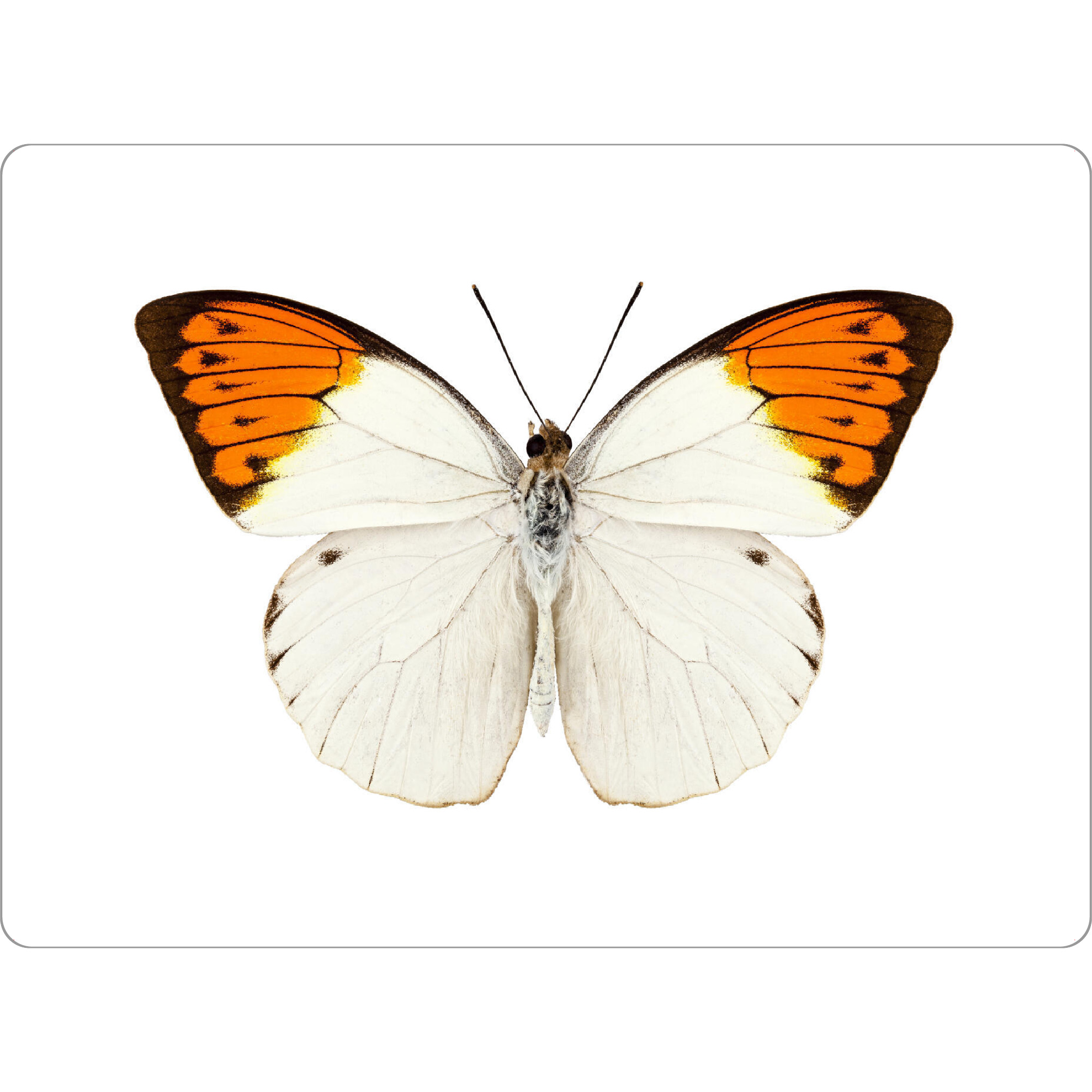Tischset "Schmetterlingsart Hebomoia" artboxONE - Natur,Tiere - Insekt,Schmetterling,Tiere,Hohe auflösung,Fotografie,Fliegen,Farbe,Bunt,Natur