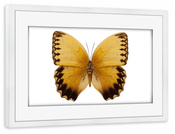 Poster mit Rahmen weiß "Stichophthalma howqua suffusa" artboxONE - Natur,Tiere