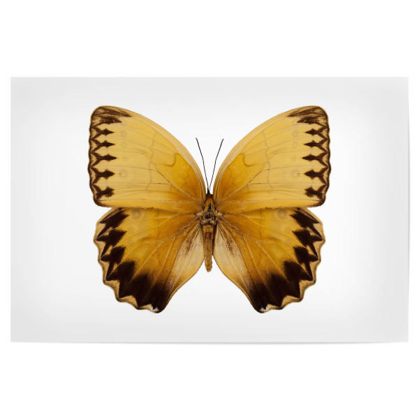 Poster 30x20 cm "Stichophthalma howqua suffusa" artboxONE - Natur,Tiere