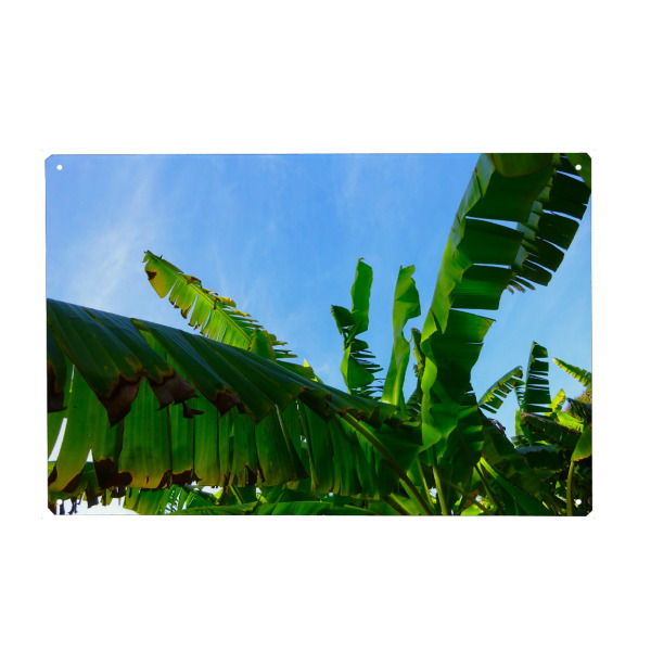 Holzbild "Eine Bananenstaude" artboxONE - Natur,Reise,Floral,Reise / Afrika,Reise / Länder