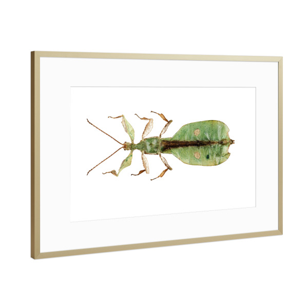 Poster mit Rahmen Gold "Blattinsektenart Phyllium" artboxONE - Natur,Tiere - Insekt,Tiere,Hohe auflösung,Fotografie,Fliegen,Farbe,Bunt,Natur