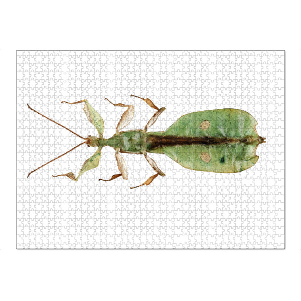 Puzzle Ravensburger "Blattinsektenart Phyllium" artboxONE - Natur,Tiere - Insekt,Tiere,Hohe auflösung,Fotografie,Fliegen,Farbe,Bunt,Natur