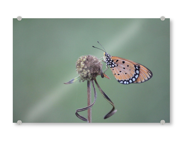 Acrylglasbild "Butterfly Macro Photography" artboxONE - Natur,Tiere - Butterfly,Macro,Nature,Wings,Animals,Wild,Outdoor,Beautiful,Photography
