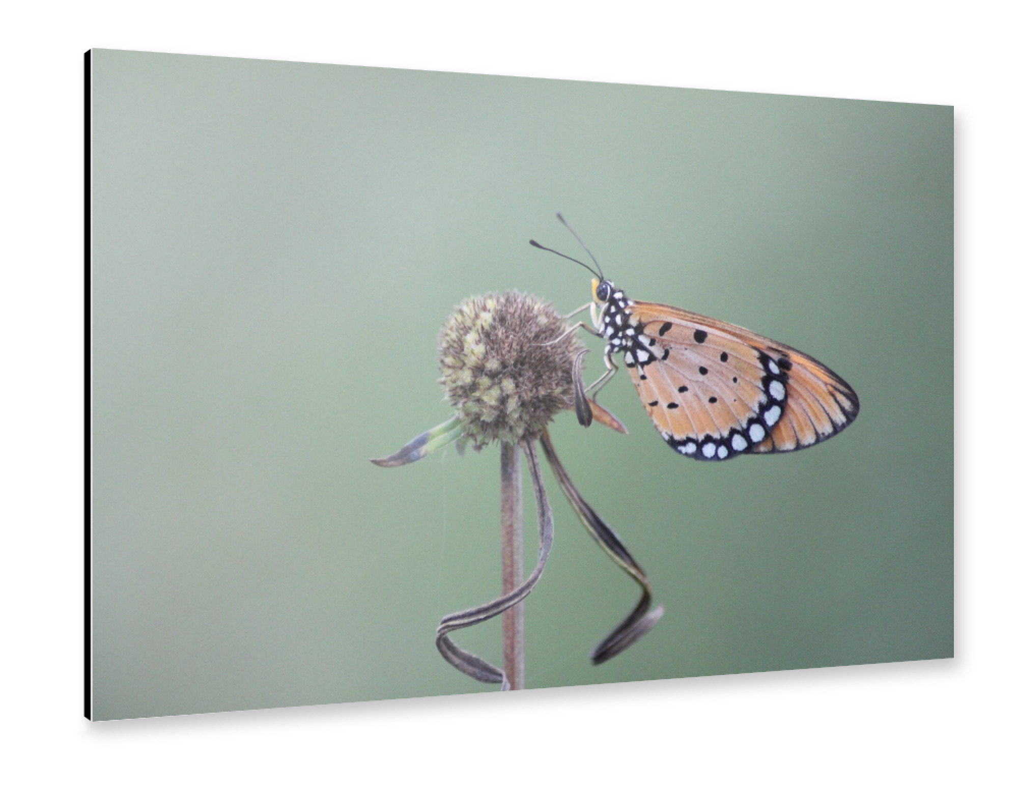 Alu-Dibond "Butterfly Macro Photography" 75x50 cm artboxONE