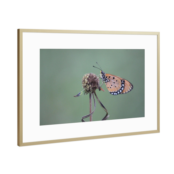 Poster mit Rahmen Gold "Butterfly Macro Photography" artboxONE - Natur,Tiere - Butterfly,Macro,Nature,Wings,Animals,Wild,Outdoor,Beautiful,Photography