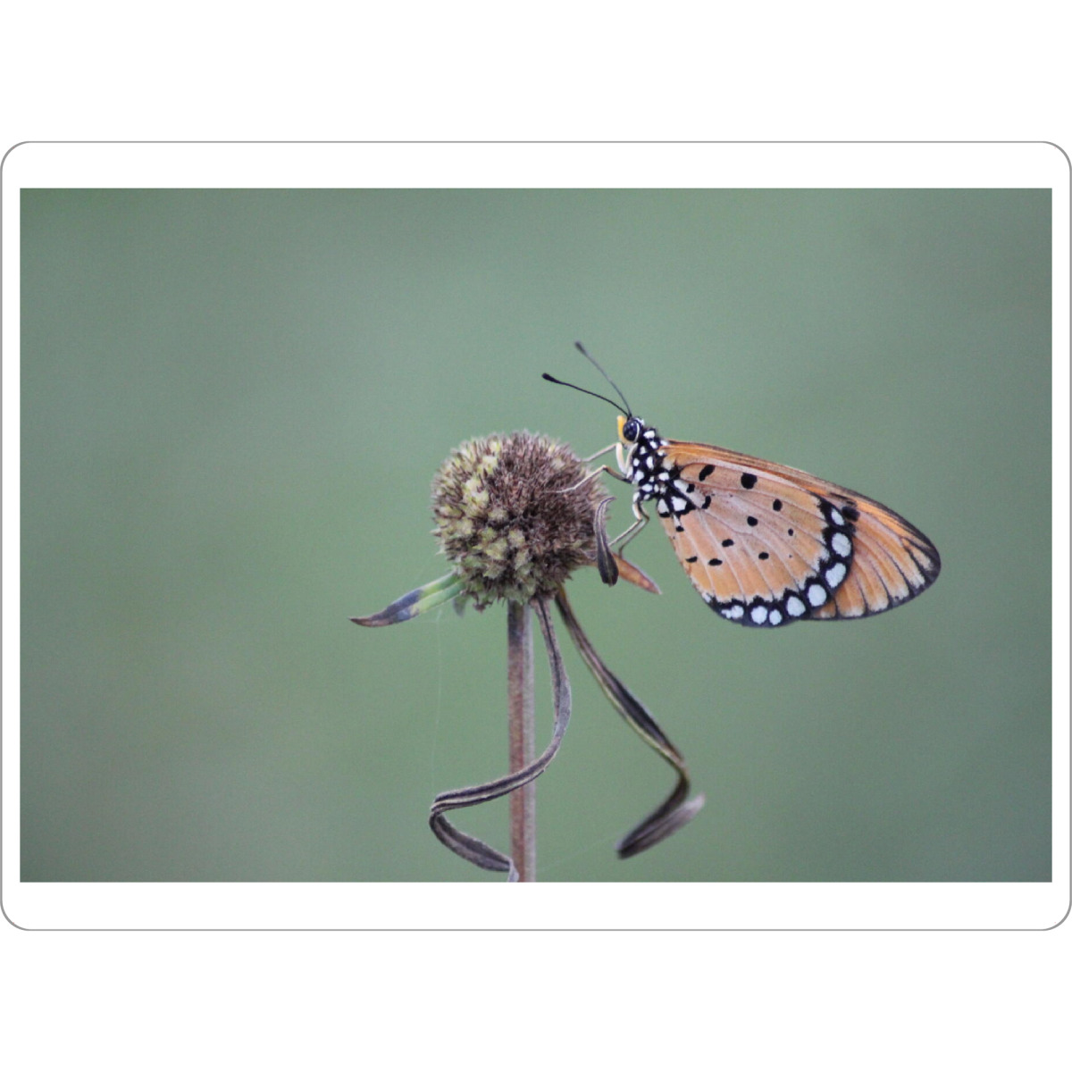 Tischset "Butterfly Macro Photography" artboxONE - Natur,Tiere - Butterfly,Macro,Nature,Wings,Animals,Wild,Outdoor,Beautiful,Photography