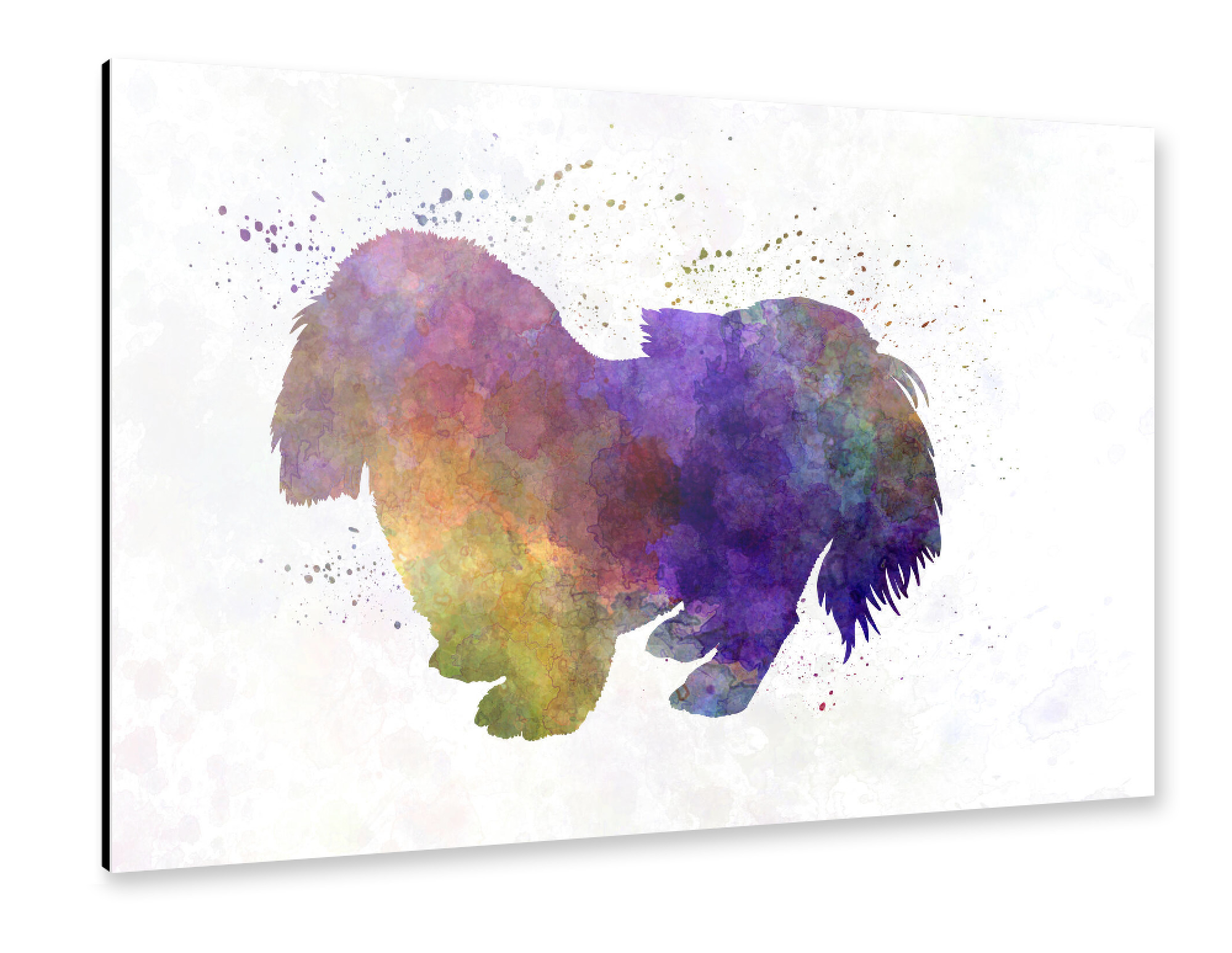 Alu-Dibond "Penkingese in Aquarell" 75x50 cm artboxONE