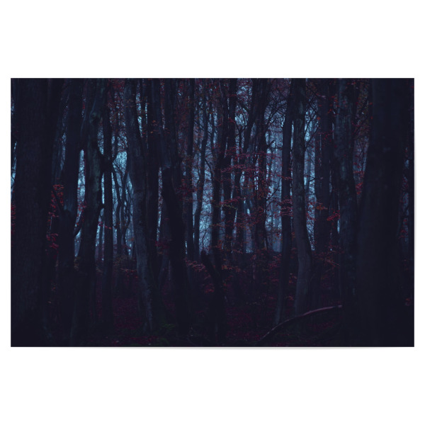 Poster "Düsterer Herbstwald" artboxONE - Natur