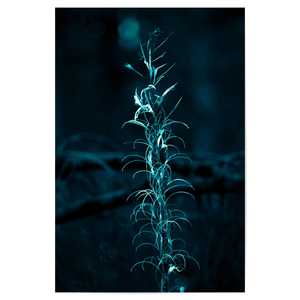 Poster "Pflanze in Blautönen" artboxONE - Natur,Floral