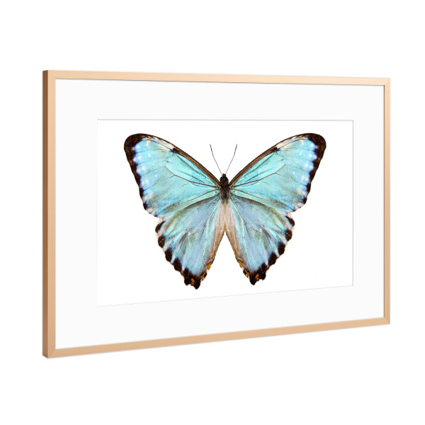 Poster mit Rahmen Kupfer "Blaue Schmetterlingsart Morpho" artboxONE - Natur,Tiere
