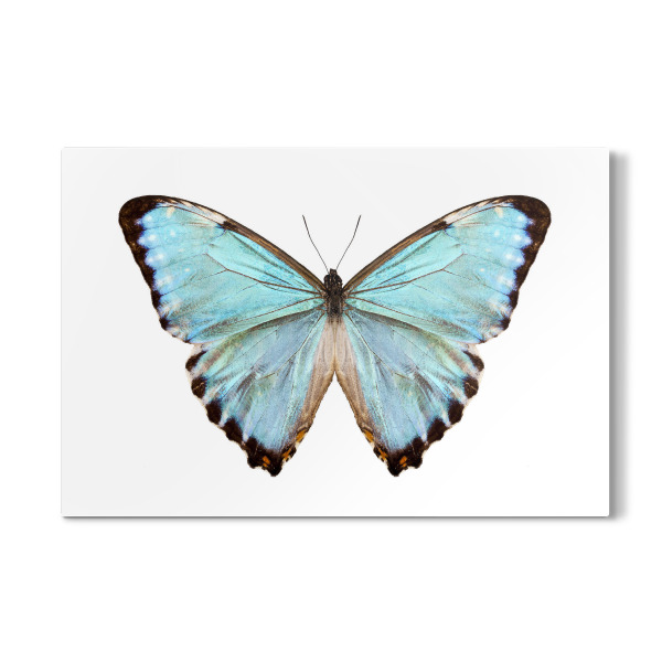 Galerie-Print "Blaue Schmetterlingsart Morpho" 30x20 cm artboxONE