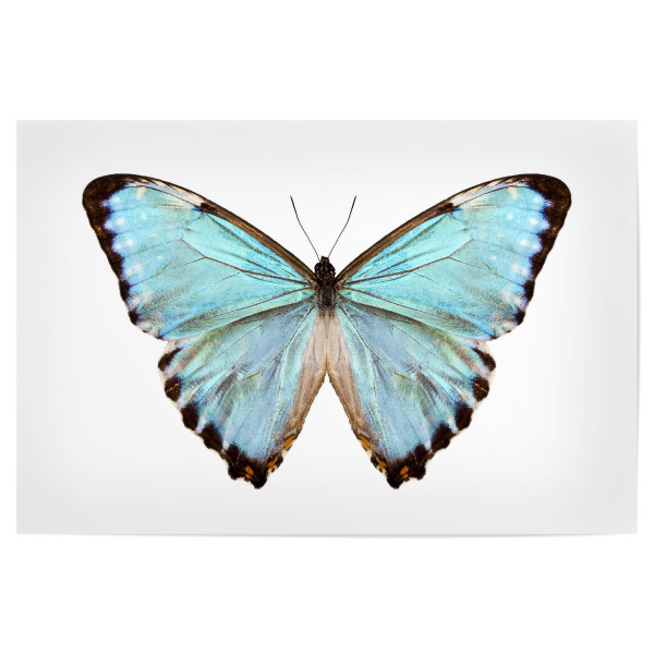 Poster "Blaue Schmetterlingsart Morpho" artboxONE - Natur,Tiere - Insekt,Schmetterling,Tiere,Hohe auflösung,Fotografie,Fliegen,Farbe,Bunt,Natur
