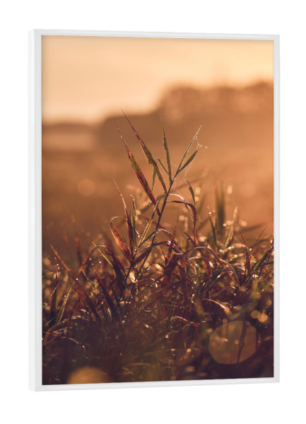 Poster mit weißem Rahmen "Morgenstimmung auf dem Feld" artboxONE - Natur - Wiese,Morgens,Tau,Nebel,Warm,Wärme,Pflanze,Gras,Gräser,Sonnenaufgang,Natur