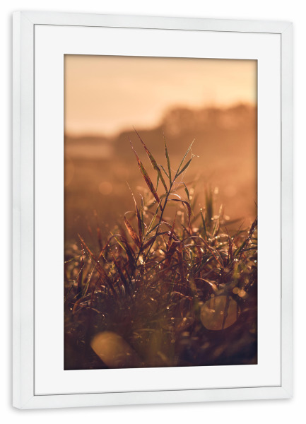 Poster mit Rahmen weiß "Morgenstimmung auf dem Feld" artboxONE - Natur - Wiese,Morgens,Tau,Nebel,Warm,Wärme,Pflanze,Gras,Gräser,Sonnenaufgang,Natur
