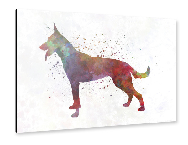 Alu-Dibond "Holländischer Schäferhund" 30x20 cm artboxONE