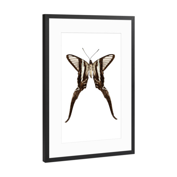 Poster mit Rahmen Schwarz (Metallic) "Schmetterlingsarten Lamproptera" artboxONE - Natur,Tiere