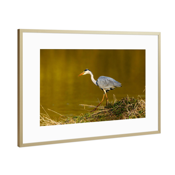 Poster mit Rahmen Gold "Graureiher beim fischen" artboxONE - Natur,Tiere - Reiher,Graureiher,Vogel,Wildlife,Sumpf,Silberreiher