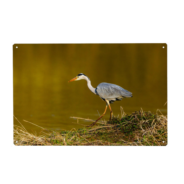Metall Poster "Graureiher beim fischen" artboxONE - Natur,Tiere - Reiher,Graureiher,Vogel,Wildlife,Sumpf,Silberreiher - Blechschild