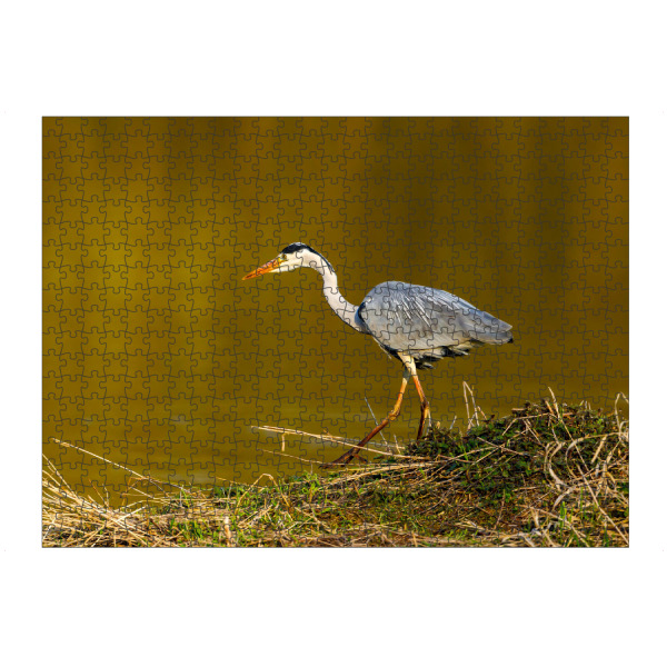 Puzzle Ravensburger "Graureiher beim fischen" artboxONE - Natur,Tiere - Reiher,Graureiher,Vogel,Wildlife,Sumpf,Silberreiher - Bild reiher