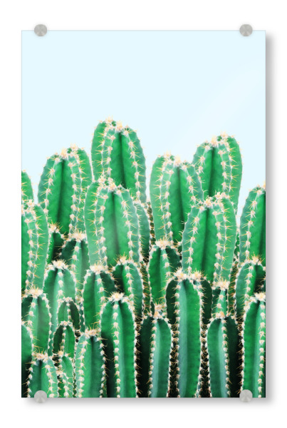 Acrylglasbild "Kaktos-II" artboxONE - Natur - Aquarell,Acryl,Realismus,Andere,Kaktus,Wüste,Landschaft,Saftig,Botanisch,Natur,Exotisch