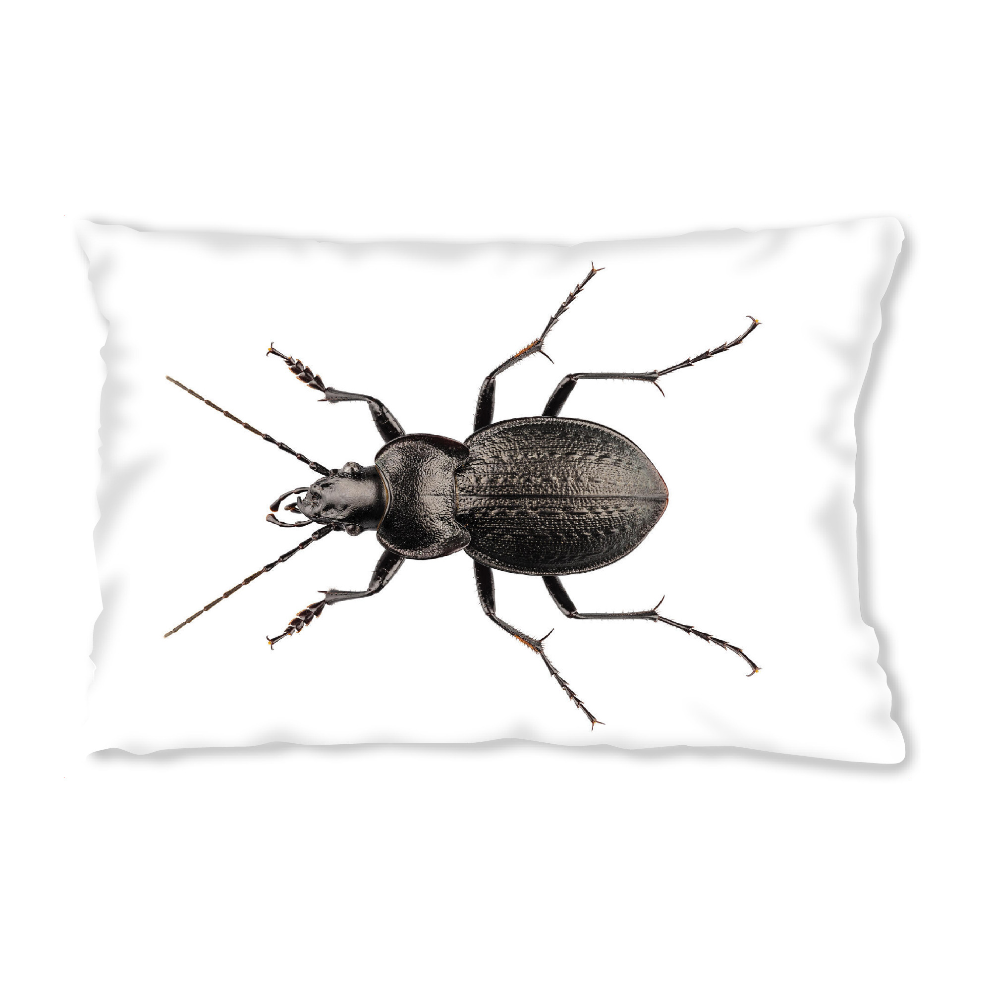 Design-Kissen "Arachnophobia" artboxONE - Natur,Tiere - Insekt,Tiere,Hohe auflösung,Fotografie,Fliegen,Farbe,Natur - Bild insekt