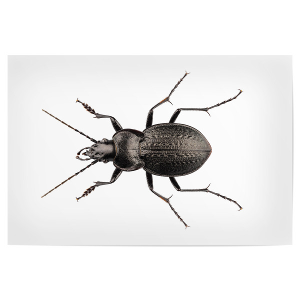 Poster 30x20 cm "Arachnophobia" artboxONE - Natur,Tiere - Insekt,Tiere,Hohe auflösung,Fotografie,Fliegen,Farbe,Natur