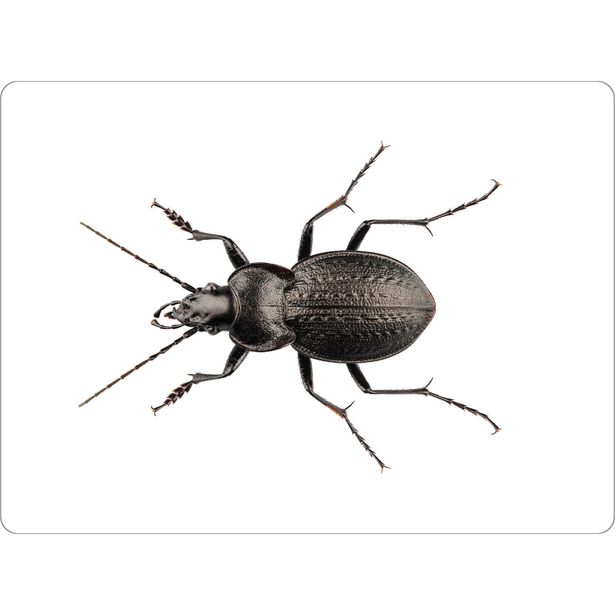 Tischset "Arachnophobia" artboxONE - Natur,Tiere - Insekt,Tiere,Hohe auflösung,Fotografie,Fliegen,Farbe,Natur - Bild insekt