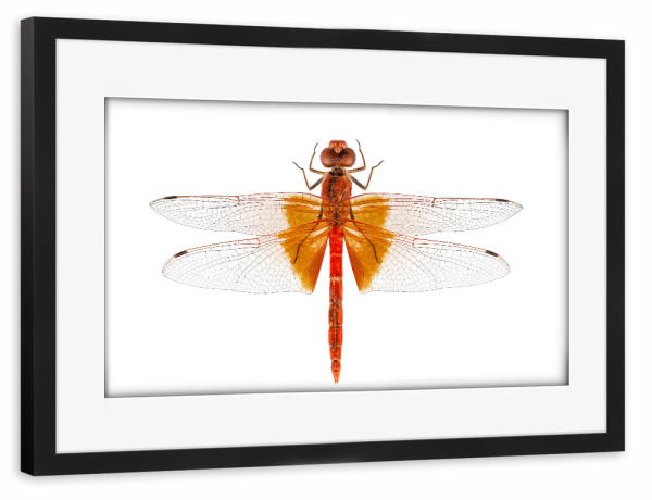Poster mit Rahmen schwarz "Scharlachrote Libellenarten" artboxONE - Natur,Tiere - Insekt,Tiere,Hohe auflösung,Fotografie,Fliegen,Farbe,Bunt,Natur