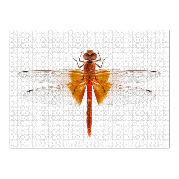 Puzzle Ravensburger "Scharlachrote Libellenarten" artboxONE - Natur,Tiere - Insekt,Tiere,Hohe auflösung,Fotografie,Fliegen,Farbe,Bunt,Natur