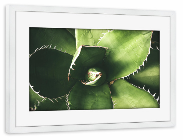 Poster mit Rahmen weiß "Agaven" artboxONE - Floral