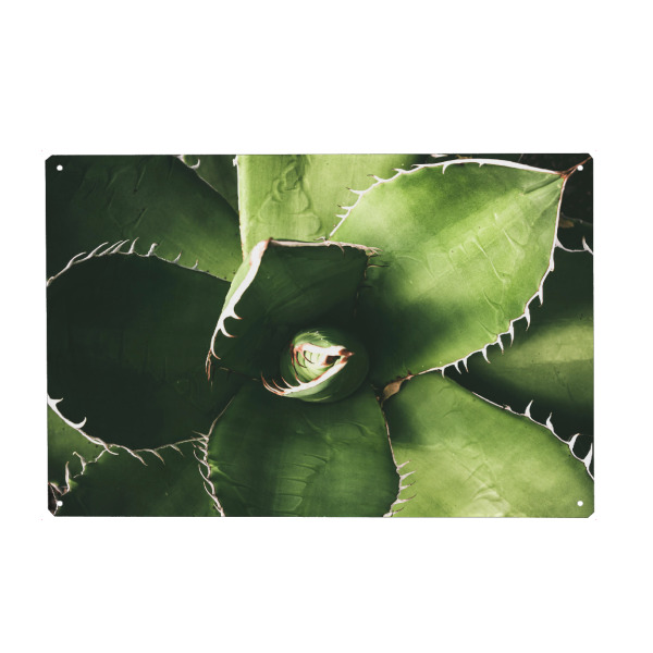 Metall Poster "Agaven" artboxONE - Floral