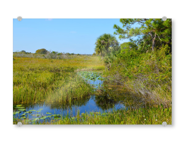 Acrylglasbild "Florida Sumpf in Everglades" artboxONE - Natur,Reise,Reise / Länder