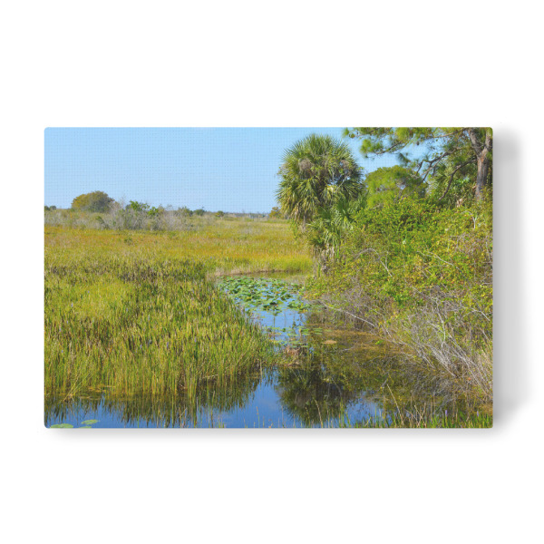 Leinwandbild "Florida Sumpf in Everglades" artboxONE - Natur,Reise,Reise / Länder