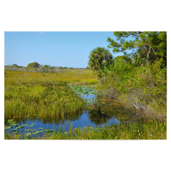 Poster "Florida Sumpf in Everglades" artboxONE - Natur,Reise,Reise / Länder