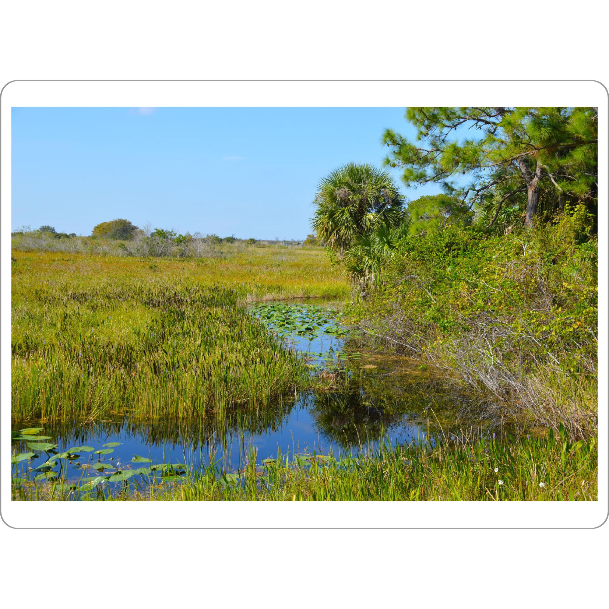 Tischset "Florida Sumpf in Everglades" artboxONE - Natur,Reise,Reise / Länder