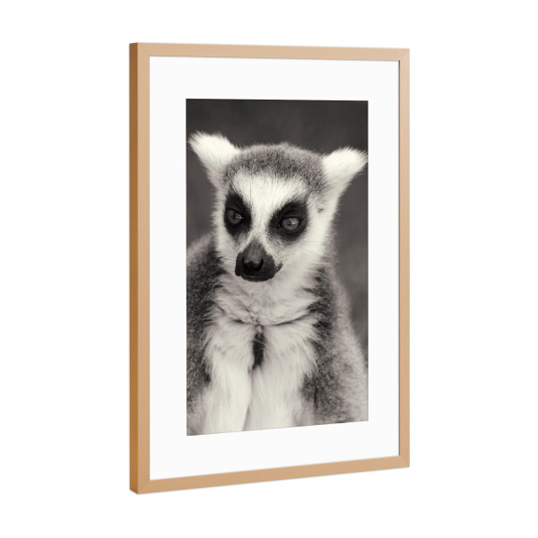 Poster mit Rahmen Kupfer "Katta Lemure schwarz-weiß" artboxONE - Für Kinder,Tiere,Schwarzweiß,Lustig